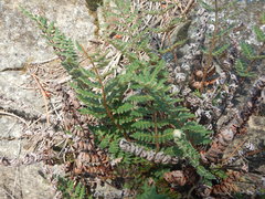 Paragymnopteris marantae