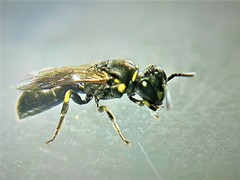 Hylaeus