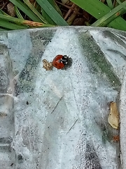Coccinella septempunctata