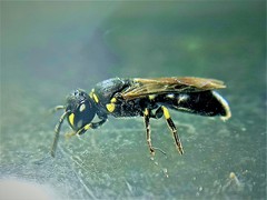 Hylaeus