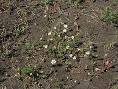 Anthemis arvensis incrassata