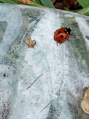 Coccinella septempunctata