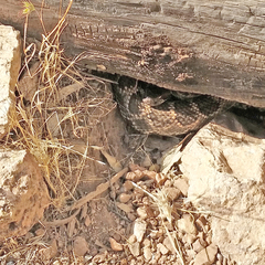 Crotalus oreganus helleri