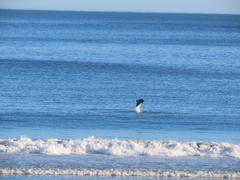 Cephalorhynchus heavisidii