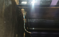 Gynacantha usambarica