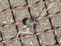 Pimelia bipunctata