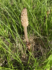 Equisetum arvense