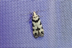 Pseudotelphusa scalella