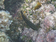 Halichoeres marginatus