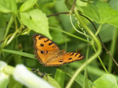 Junonia almana javana
