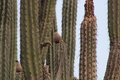 Lemaireocereus hollianus