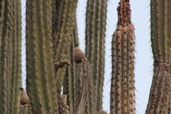 Lemaireocereus hollianus