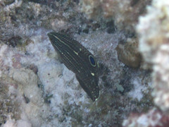 Halichoeres marginatus