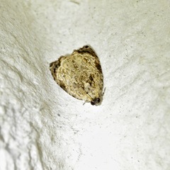 Sycacantha inopinata