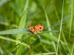 Junonia almana javana