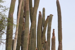 Lemaireocereus hollianus