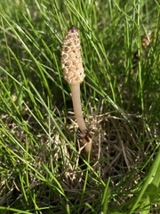 Equisetum arvense