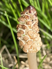 Equisetum arvense