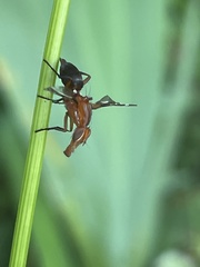 Tritoxa
