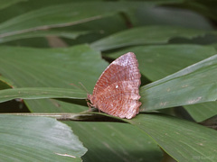 Elymnias hypermnestra beatrice