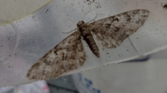 Eupithecia abbreviata