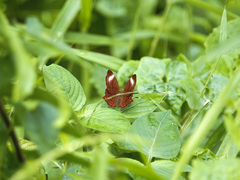 Abisara saturata kausambioides