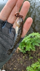 Neogobius fluviatilis