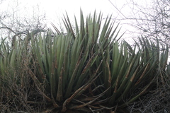 Agave kerchovei