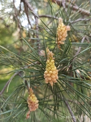 Pinus sylvestris