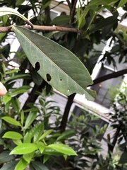 Wilsonomyces carpophilus