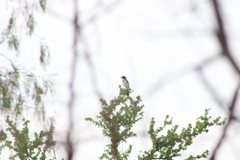 Aphelocoma woodhouseii