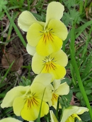 Viola eugeniae