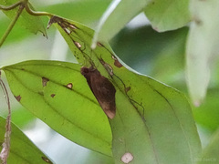 Erionota acroleuca apicalis