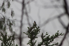 Aphelocoma woodhouseii