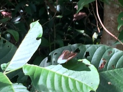 Euthalia monina monina