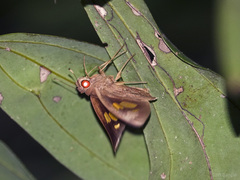 Erionota acroleuca apicalis