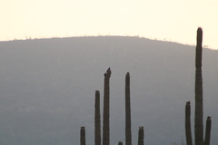 Melanerpes hypopolius