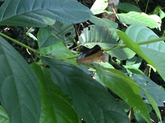 Euthalia monina monina