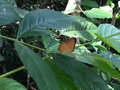 Euthalia monina monina