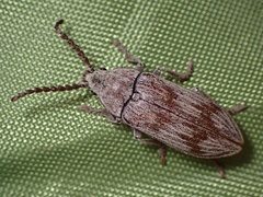 Dascillus davidsoni
