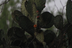 Opuntia hyptiacantha