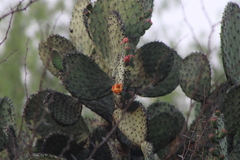 Opuntia hyptiacantha