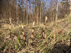 Equisetum arvense