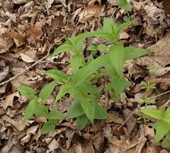 Monarda bradburiana