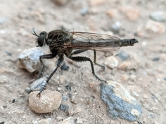 Machimus concinnus
