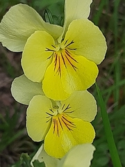 Viola eugeniae