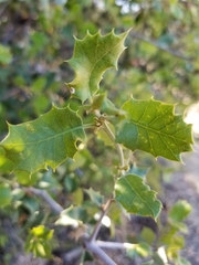 Quercus palmeri