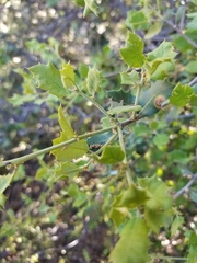 Quercus palmeri