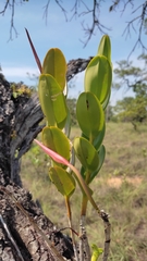 Epidendrum nocturnum