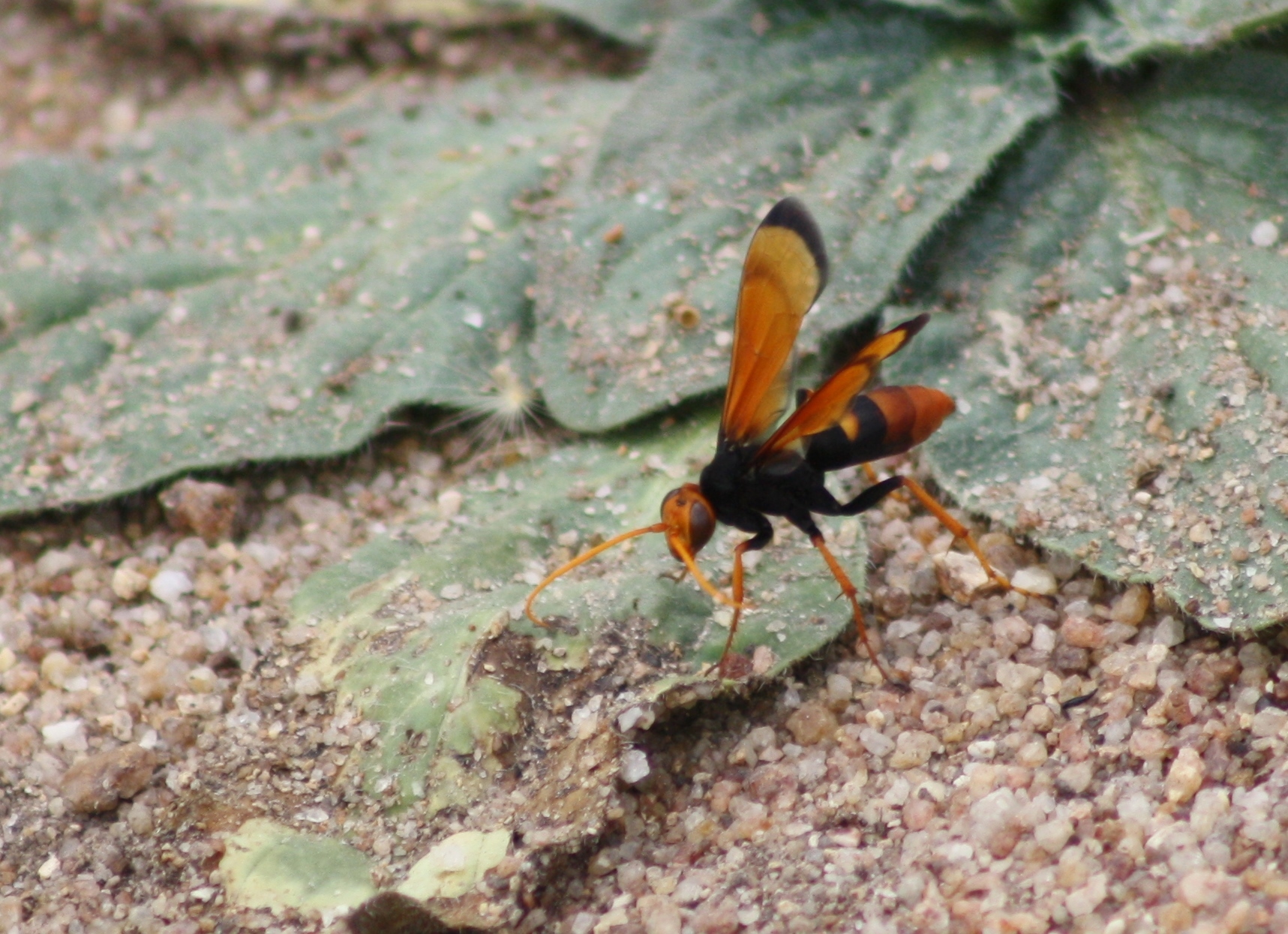 Honey Bee (NPS National Capital Region Bees and Wasps) · iNaturalist